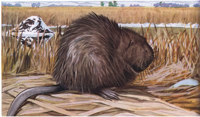 Muskrat builds a dome shape house of rushes by Louis Agassiz Fuertes